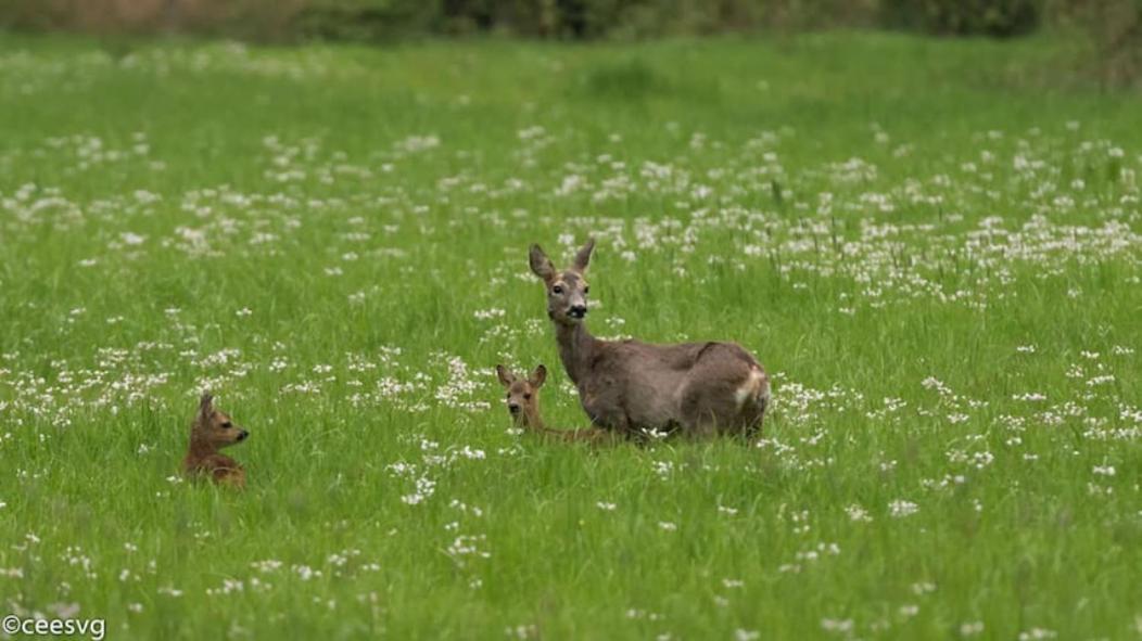 Apartmán Het Appense Veld Klarenbeek Exteriér fotografie